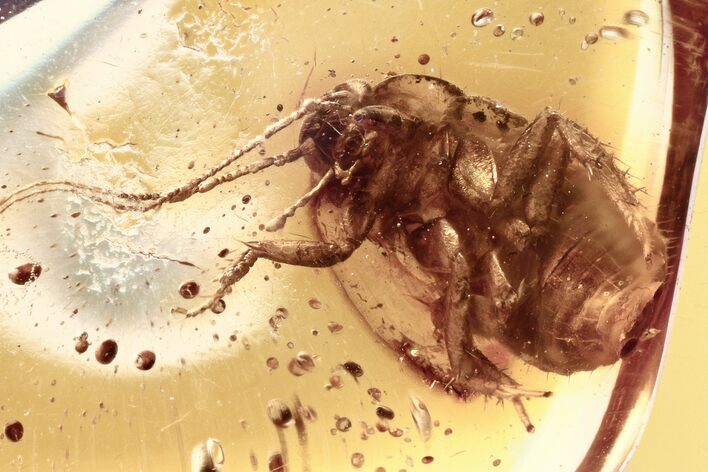 Detailed Fossil Cockroach (Blattodea) In Baltic Amber - Rare! #321803